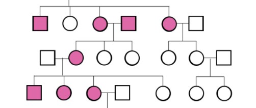 exemple de structure d'arbre généalogique