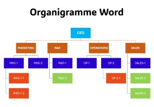 modèle organigramme à compléter